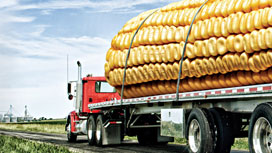 LGSeeds Think Bigger